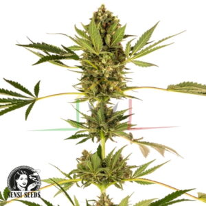 Himalayan CBD - Sensi Seeds