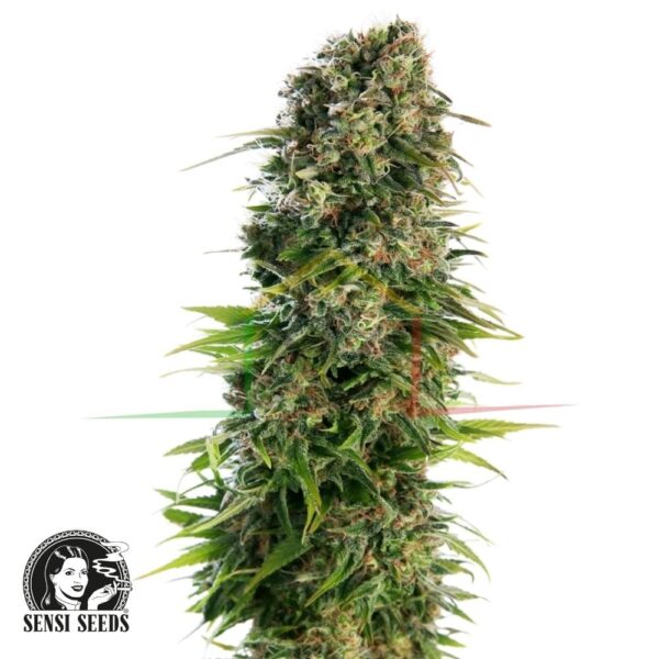 Hindu Kush Automatic - Sensi Seeds