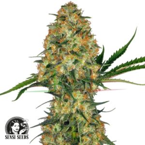 Hindu Kush regular - Sensi Seeds