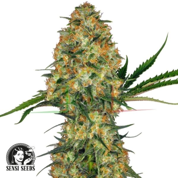 Hindu Kush regular - Sensi Seeds