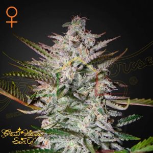 Holy Punch - Green House Seeds