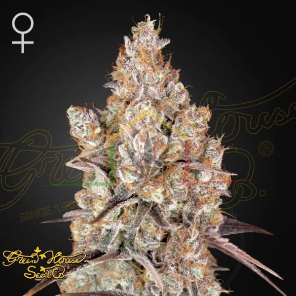 Holy Snow - Green House Seeds