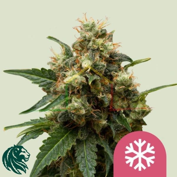 Ice - Royal Queen Seeds