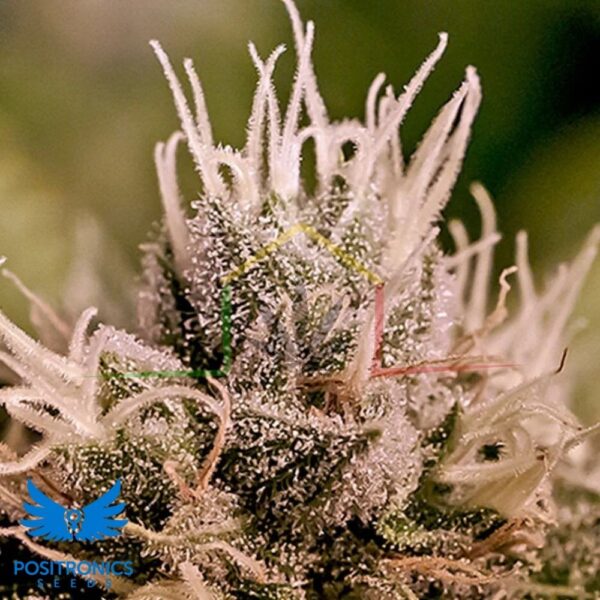 Jack Diesel Auto - Positronics Seeds