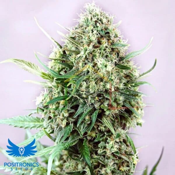 Jack Diesel - Positronics Seeds
