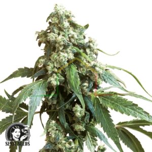 Jack Flash #5 - Sensi Seeds