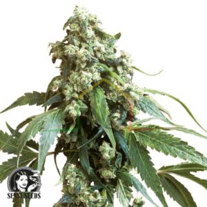 Jack Flash regular - Sensi Seeds