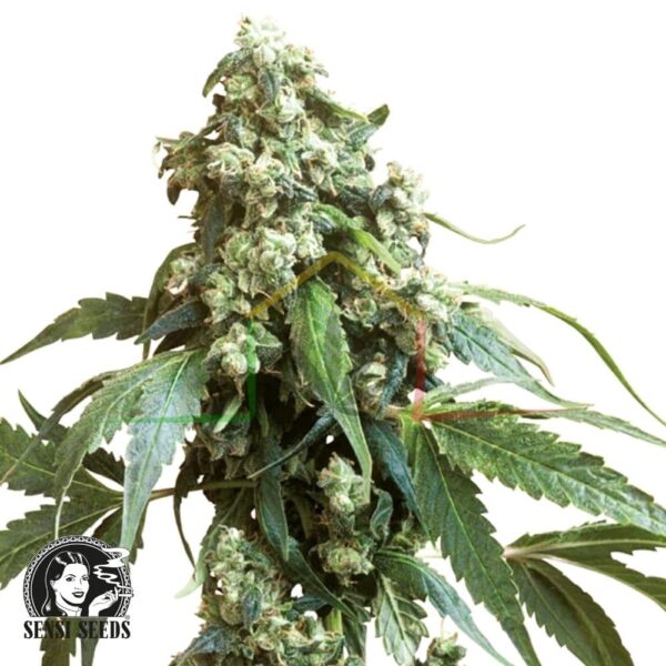Jack Flash regular - Sensi Seeds