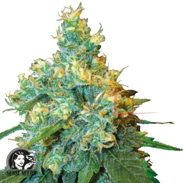 Jack Herer - Sensi Seeds