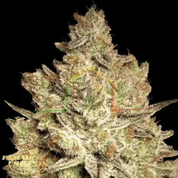 Jacky White - Paradise Seeds