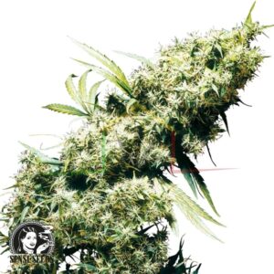 Jamaican Pearl regular - Sensi Seeds