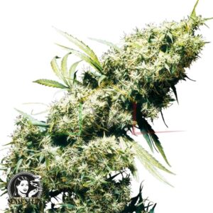Jamaican Pearl - Sensi Seeds