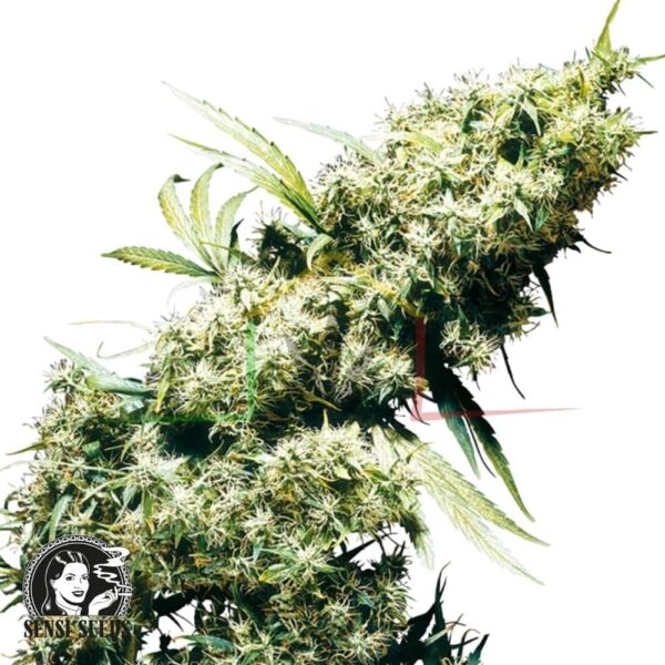 Jamaican Pearl - Sensi Seeds
