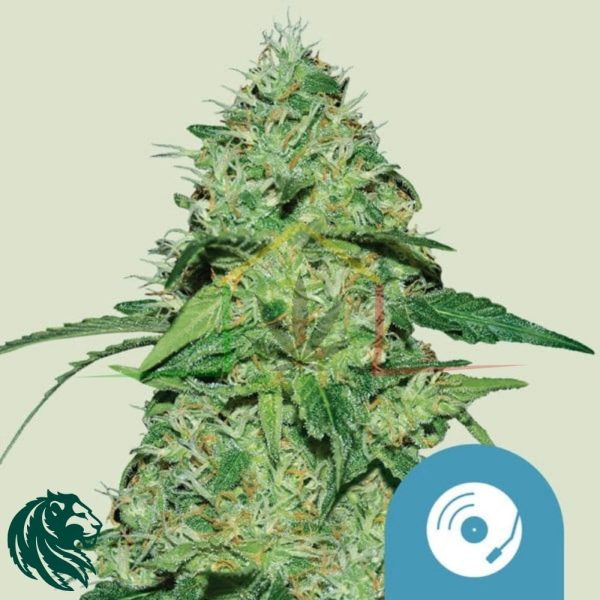 Joanne's CBD - Royal Queen Seeds