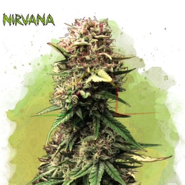 Jock Horror Auto - Nirvana Seeds