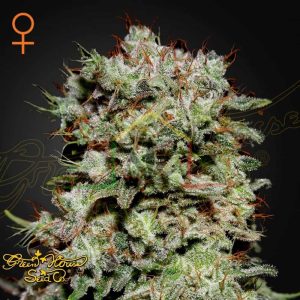 Kalashnikova - Green House Seeds