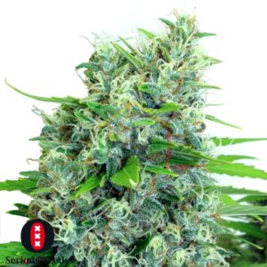 Kalibubba regular - Serious Seeds