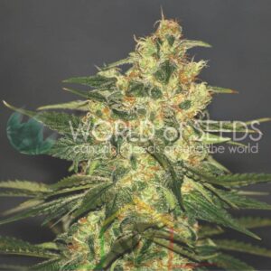 Ketama Regular - World of Seeds