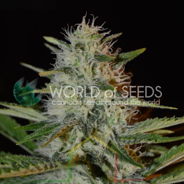 Kilimanjaro Regular - World Of Seeds