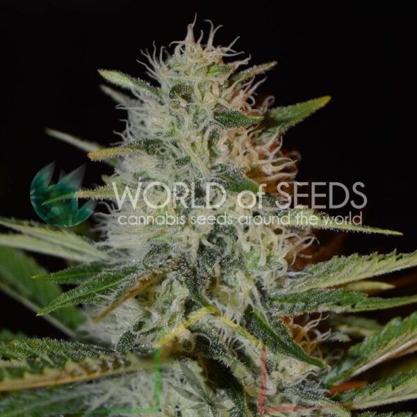 Kilimanjaro - World Of Seeds