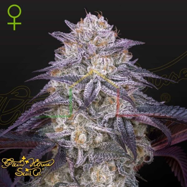 King’s Juice Auto - Green House Seeds