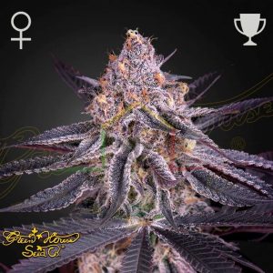 King's Juice - Green House Seeds