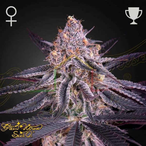 King's Juice - Green House Seeds
