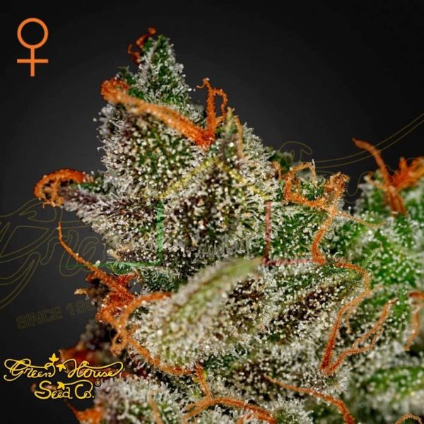 King's Kush - Green House Seeds
