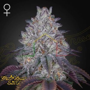 King's Tart - Green House Seeds