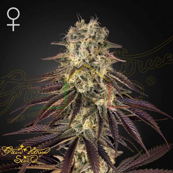 Kong's Krush - Green House Seeds
