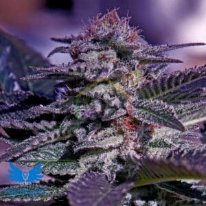 Kush Auto - Positronics Seeds