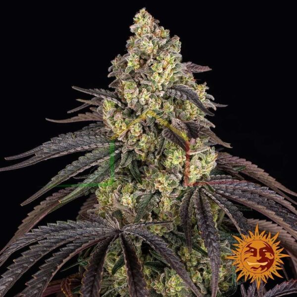 Kush Mintz - Barney's Farm
