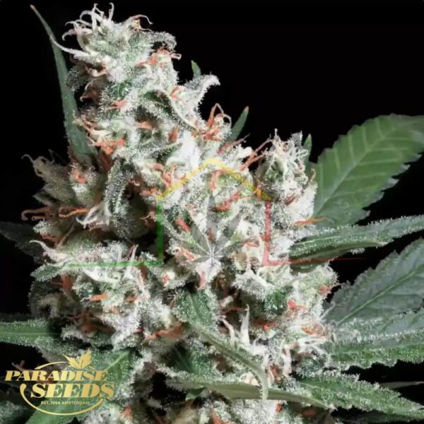 L.A. Amnesia - Paradise Seeds