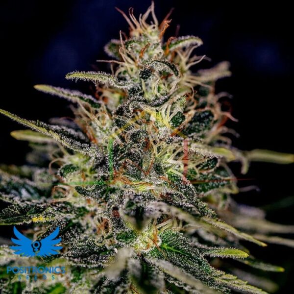 Lemon Trip - Positronics Seeds