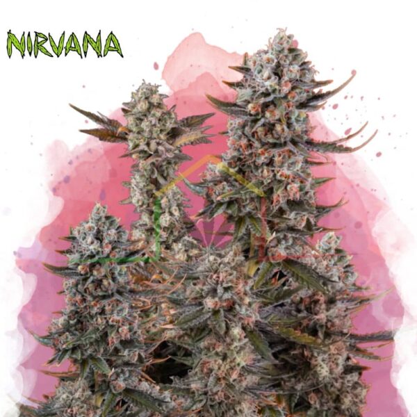 Lithium OG Kush - Nirvana Seeds