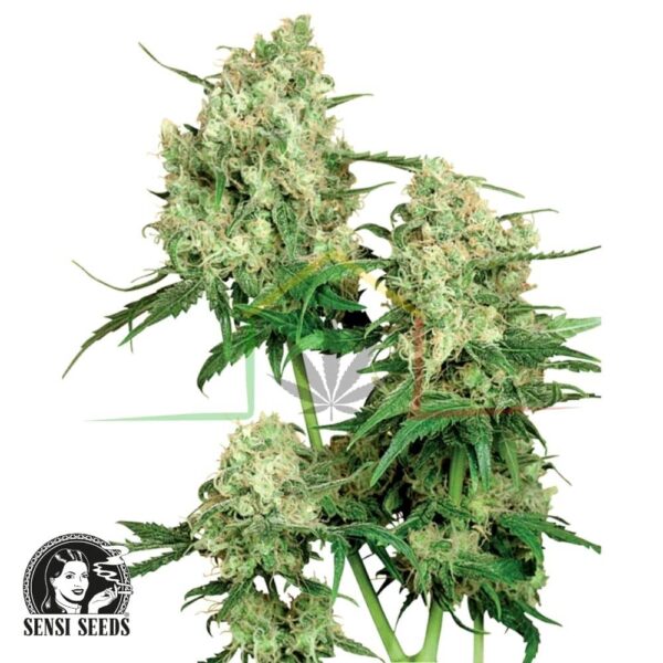 Maple Leaf Indica regular - Sensi Seeds