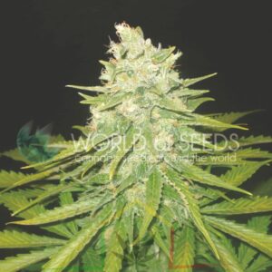 Mazar x Great White Shark - World of Seeds