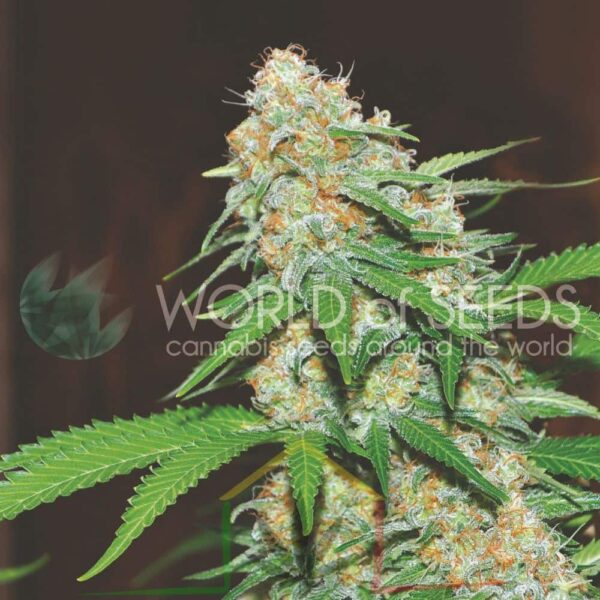 Mazar x White Rhino - World of Seeds