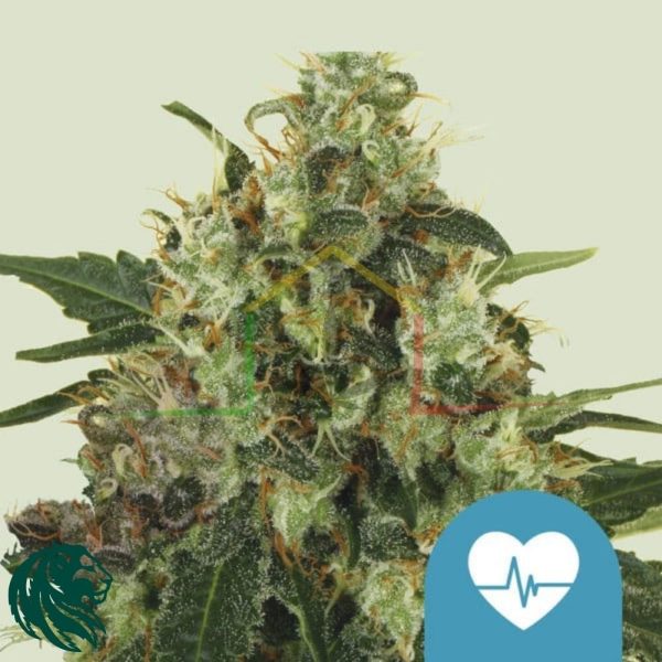 Medical Seeds CBD - Royal Queen Seeds