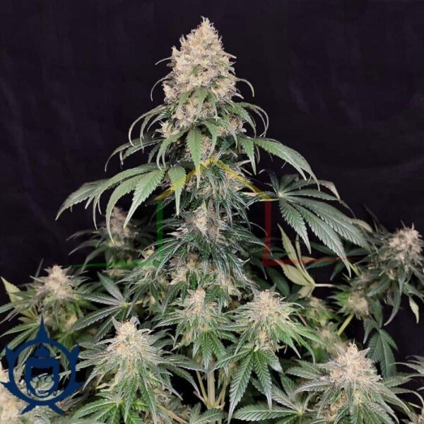 Medikit Buddha seeds