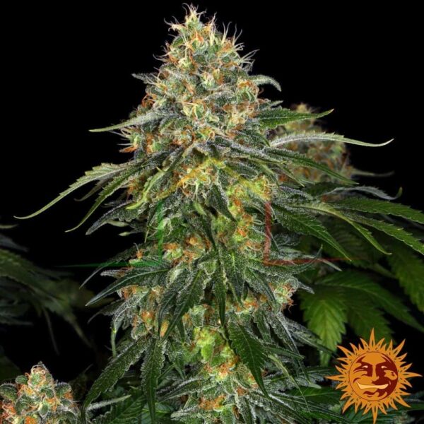Moby Dick Auto - Barney's Farm