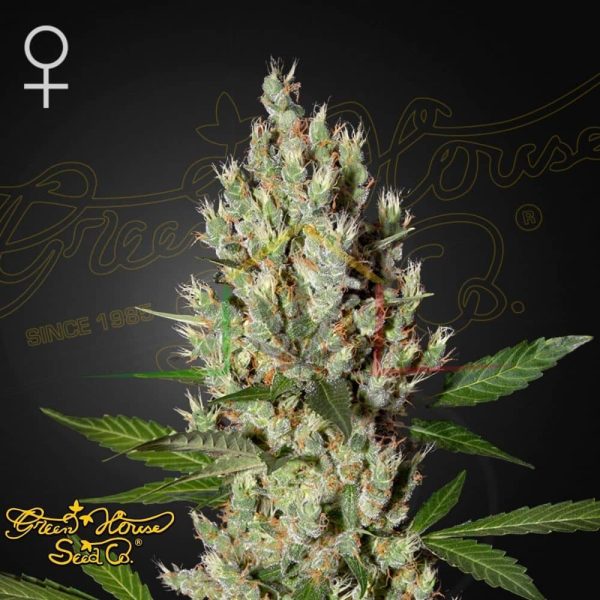 Moby Dick - Green House Seeds