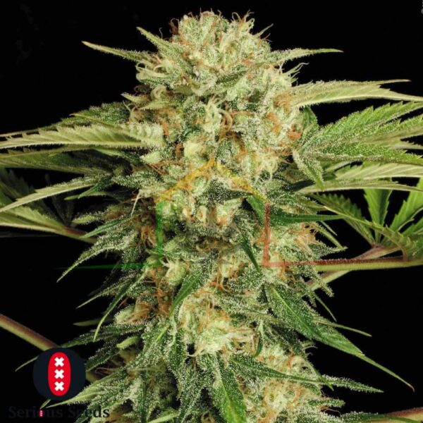 Motavation regular - Serious Seeds