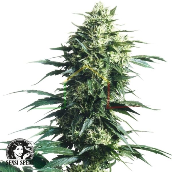 Mother's Finest regular - Sensi Seeds