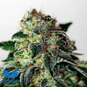 Mystic Cookie Auto - Positronics Seeds