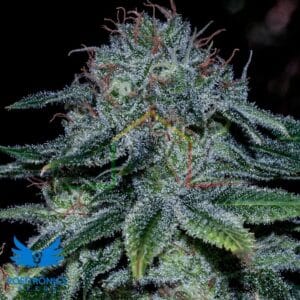 Mystic Cookie - Positronics Seeds