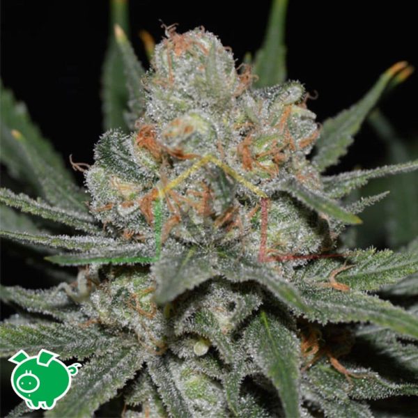 Nevil Bilbo Auto - Genehtik Seed