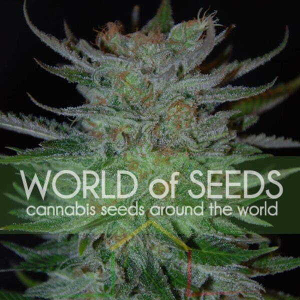 New York 47 - World of Seeds