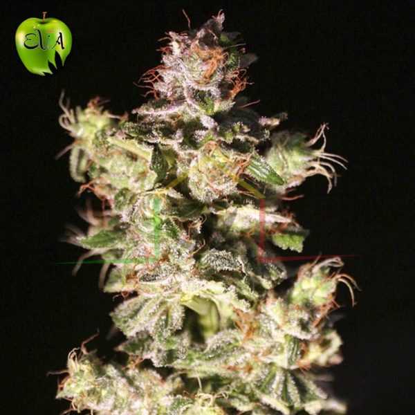 Nexus Eva seeds