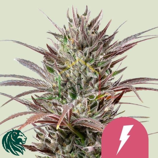 North Thunderfuck - Royal Queen Seeds